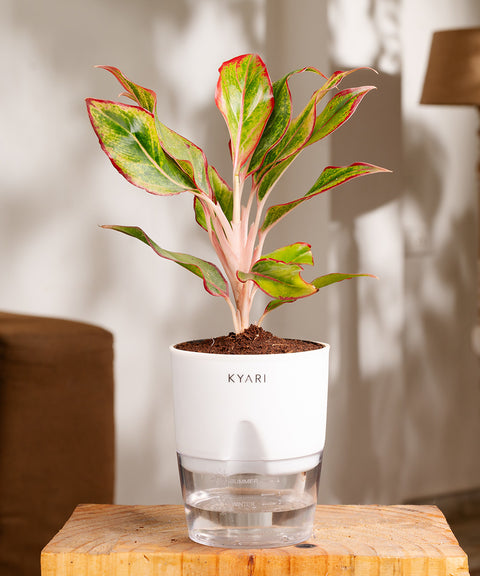 Aglaonema Lipstick Plant