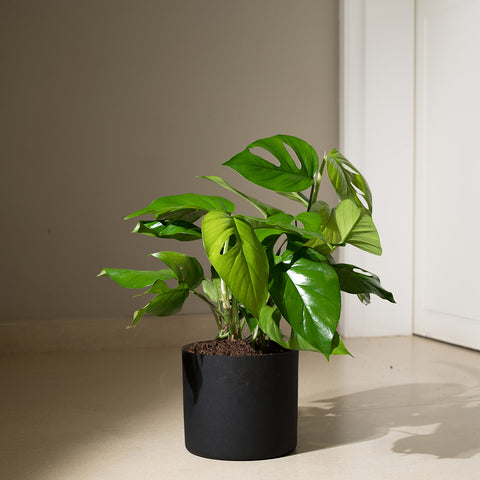 Monstera Deliciosa with Zen Planter