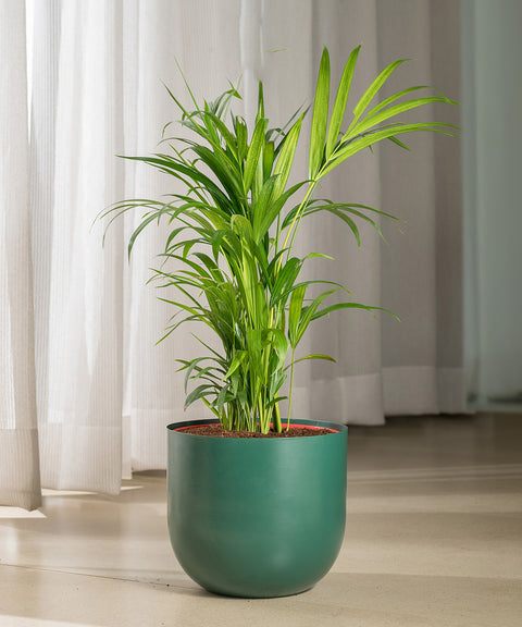 Areca palm with Arbor Planter