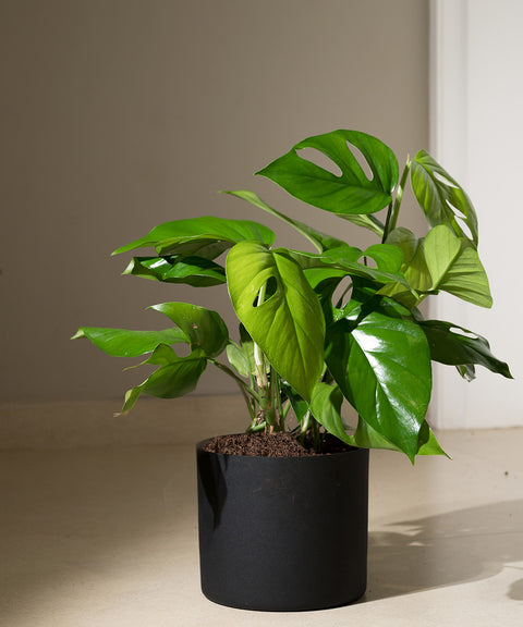 Monstera Deliciosa with Zen Planter