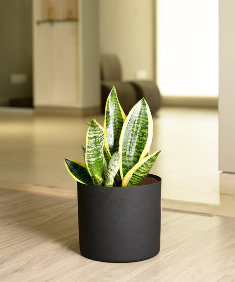 Sansevieria Zeylencia Golden with Zen Planter