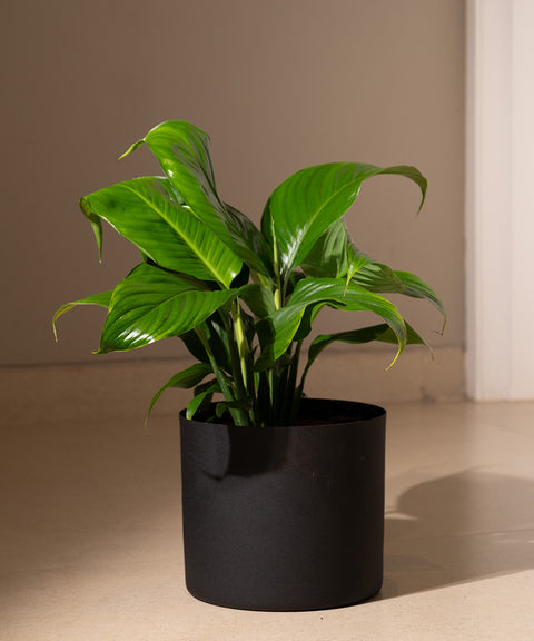 Peace Lily with Zen Planter