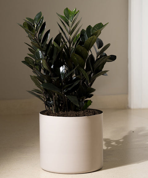 ZZ Black with Zen Planter