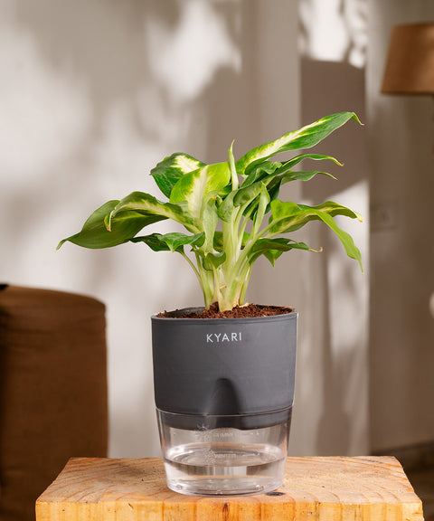 Philodendron Birkin Plant