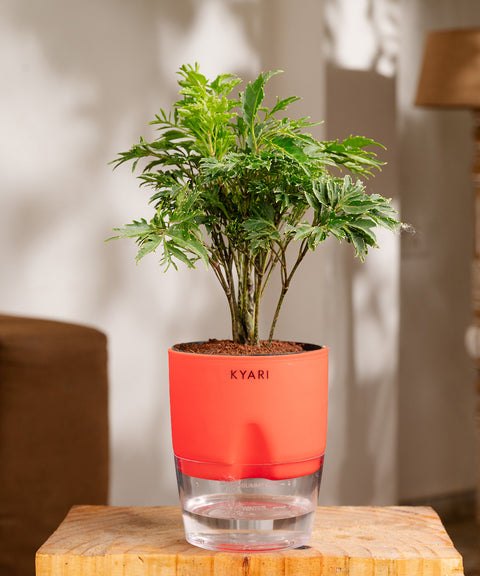 Aralia Green Plant - BYOB