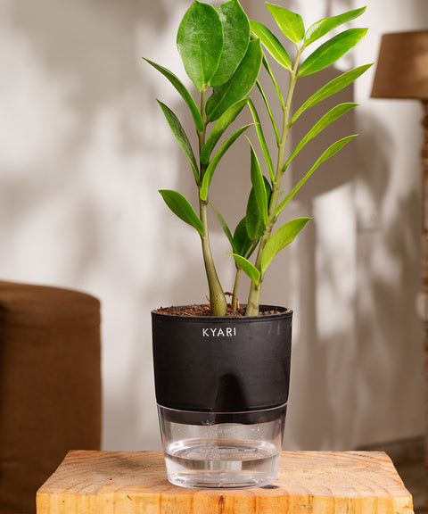 Zamia Green - ZZ Plant