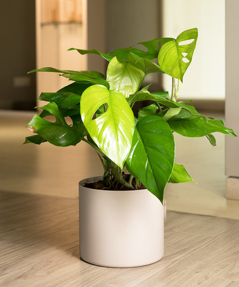 Monstera Deliciosa with Zen Planter