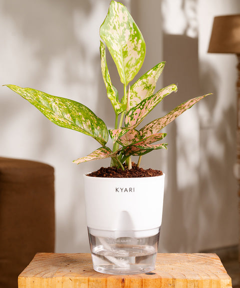 Aglaonema Snow White Plant - BYOB