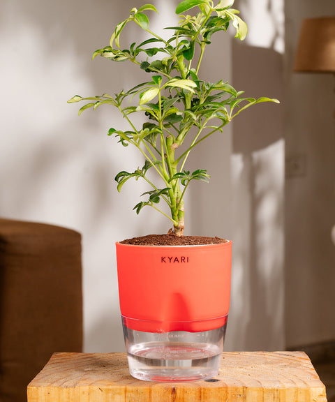 Ficus Safari Plant - BYOB