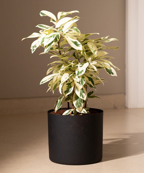 Safari Ficus with Zen Planter