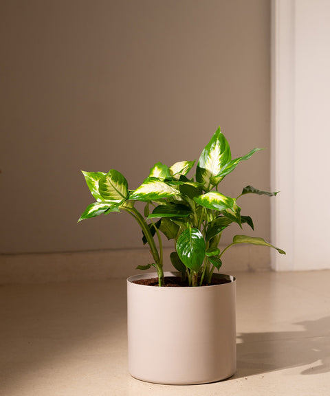 Dieffenbachia with Zen Planter