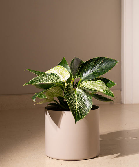 Philodendron Berkin with Zen Planter