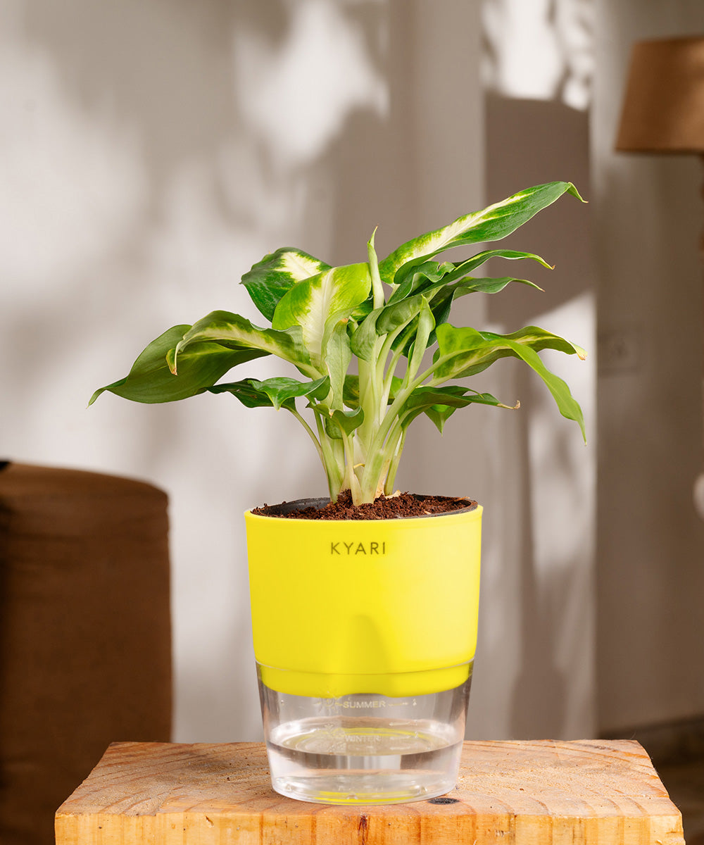 dieffenbachia india Dieffenbachia Plant With Self Watering Pot