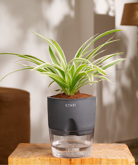 Spider Plant - BYOB