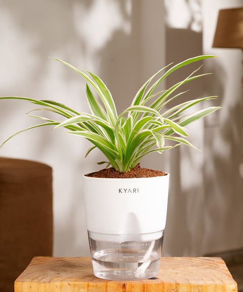 Spider Plant