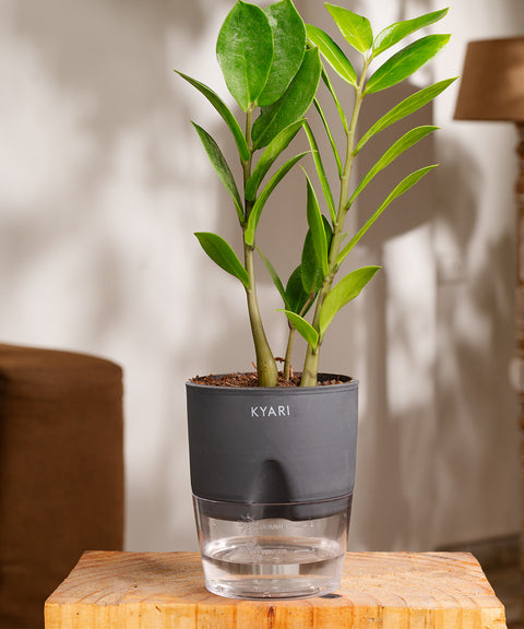 Zamia Green - ZZ Plant