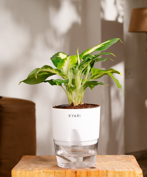 dieffenbachia india Dieffenbachia Plant With Self Watering Pot