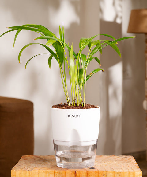 Areca Palm Plant - BYOB