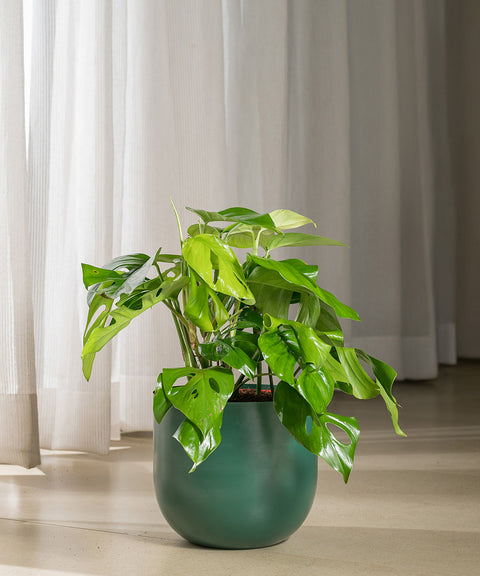 Monstera Deliciosa with Arbor Planter