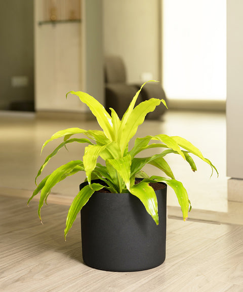 Golden Dracaena with Zen Planter