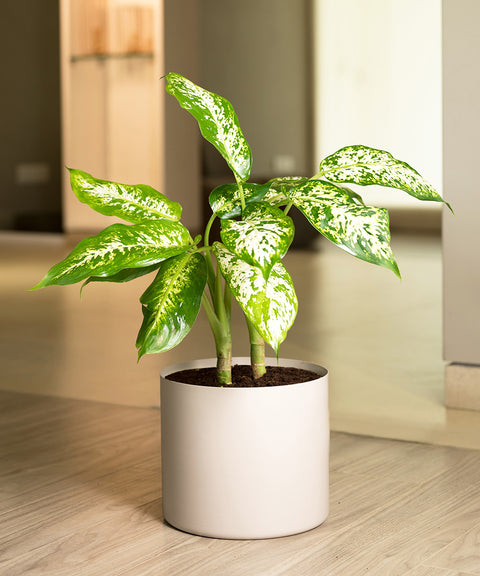 Dieffenbachia Cheetah with Zen Planter