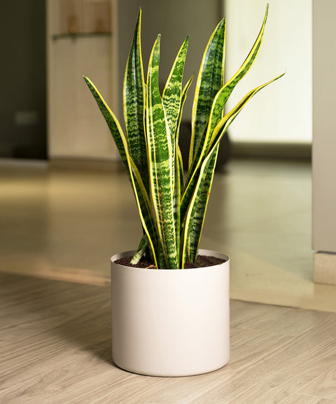 Sansevieria Laurentii with Zen Planter