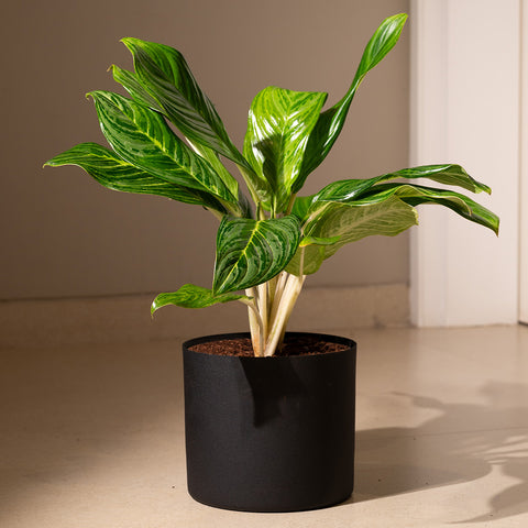 Aglaonema Ice Plant with Zen Planter