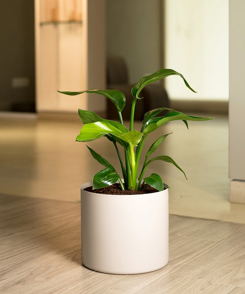 Bird Of Paradise with Zen Planter