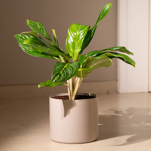 Aglaonema Ice Plant with Zen Planter