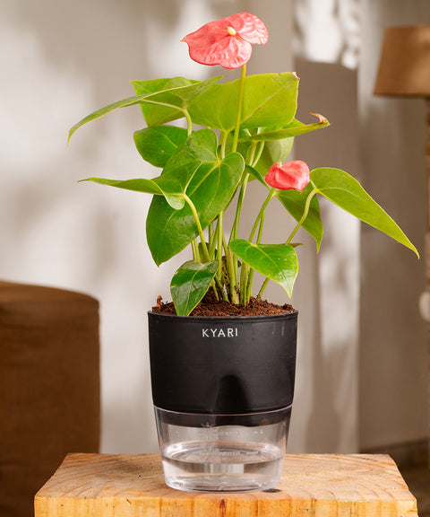 Anthurium Red Plant With Self Watering Pot