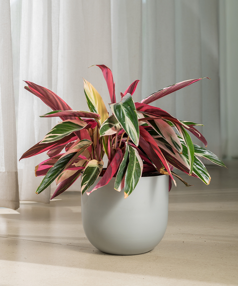 Calathea Triostar Plant