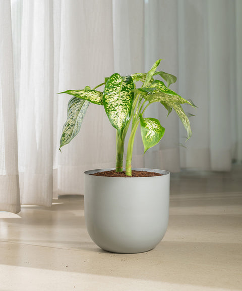 Dieffenbachia Cheetah with Arbor planter