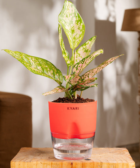 Aglaonema Snow White Plant - BYOB