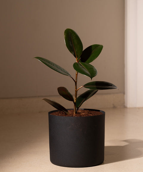 Black Rubber with Zen Planter