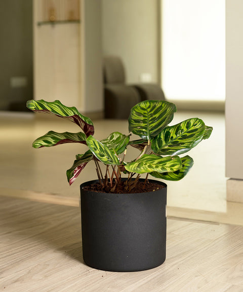 Calathea Peacock with Zen Planter