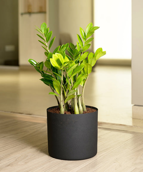 ZZ Green with Zen Planter