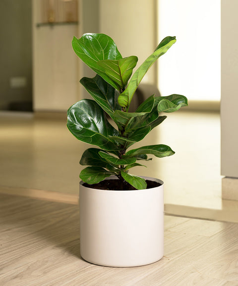 Ficus Lyrata - Fiddle Fig- Zen Planter