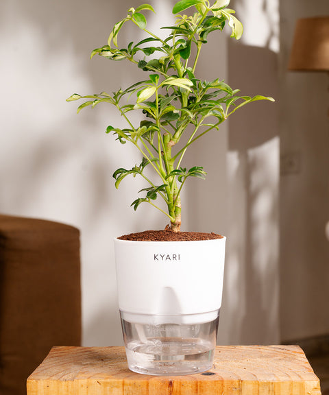 Ficus Safari Plant - BYOB