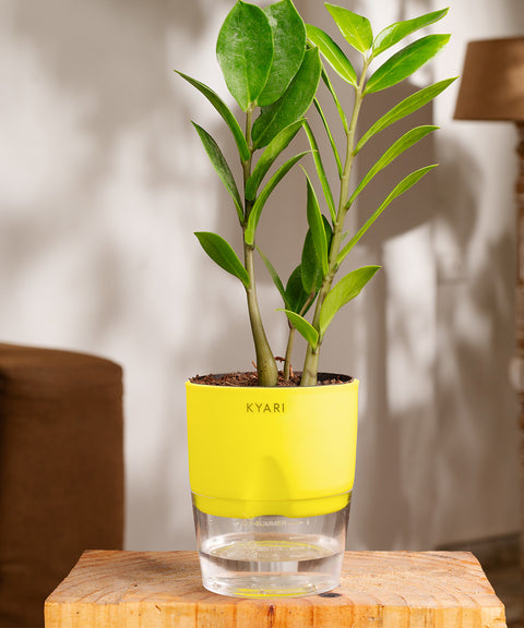 Zamia Green - ZZ Plant