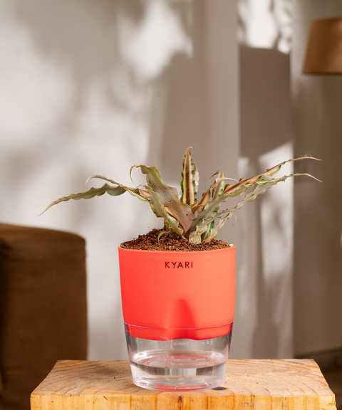 Cryptanthus Plant - BYOB