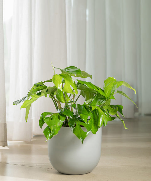 Monstera Deliciosa with Arbor Planter