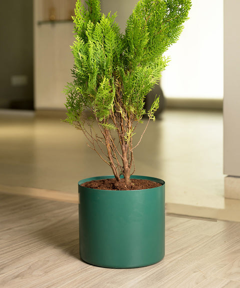 Thuja Plant with Zen Planter