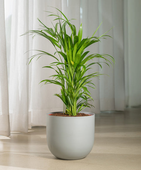 Areca palm with Arbor Planter