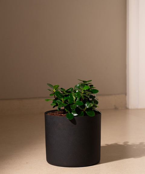 Ficus Microcarpa with Zen Planter