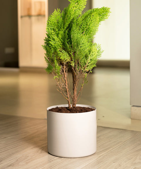 Thuja Plant with Zen Planter