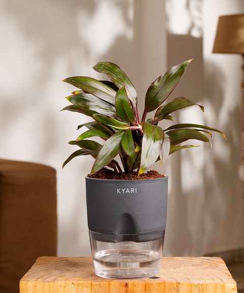 Dracaena Compacta Plant - BYOB