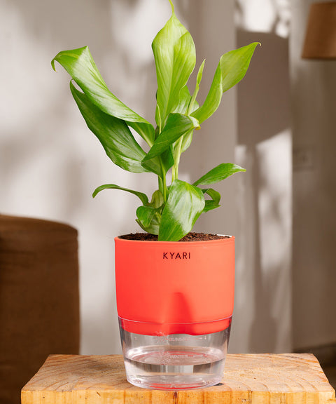 Peace Lily Plant - BYOB