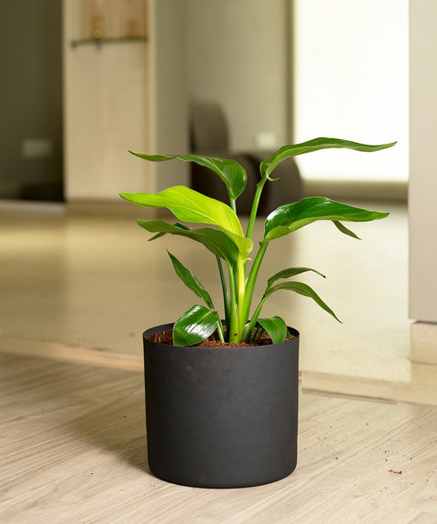 Bird Of Paradise with Zen Planter