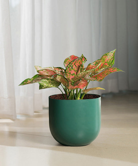 Aglaonema Pink Valentine Plant