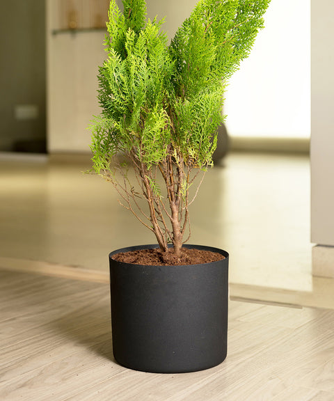 Thuja Plant with Zen Planter